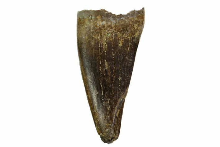 Juvenile Tyrannosaur Premax Tooth - Judith River Formation #129805